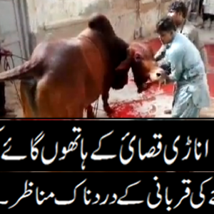 Cow Slaughter Gone Wrong Eid 2014 General
