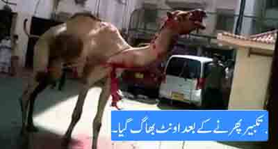 Dangerous Camel Run Away After Qurbani At Karachi