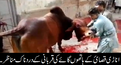 Cow Slaughter Gone Wrong Eid 2014